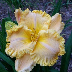 Meet your Posher, Judy